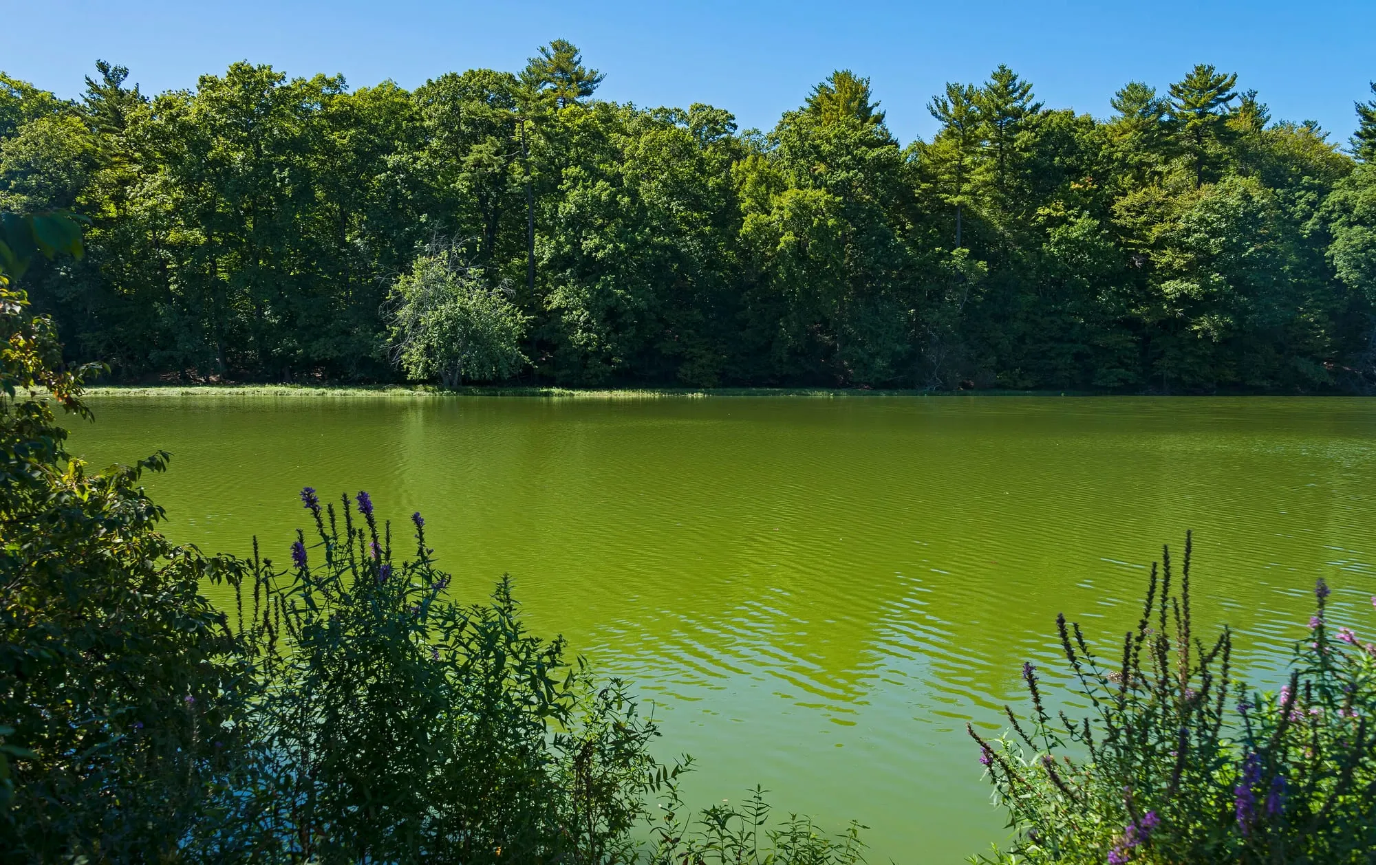 Green Algae in Your Delhi Water Tank? How to Fix It