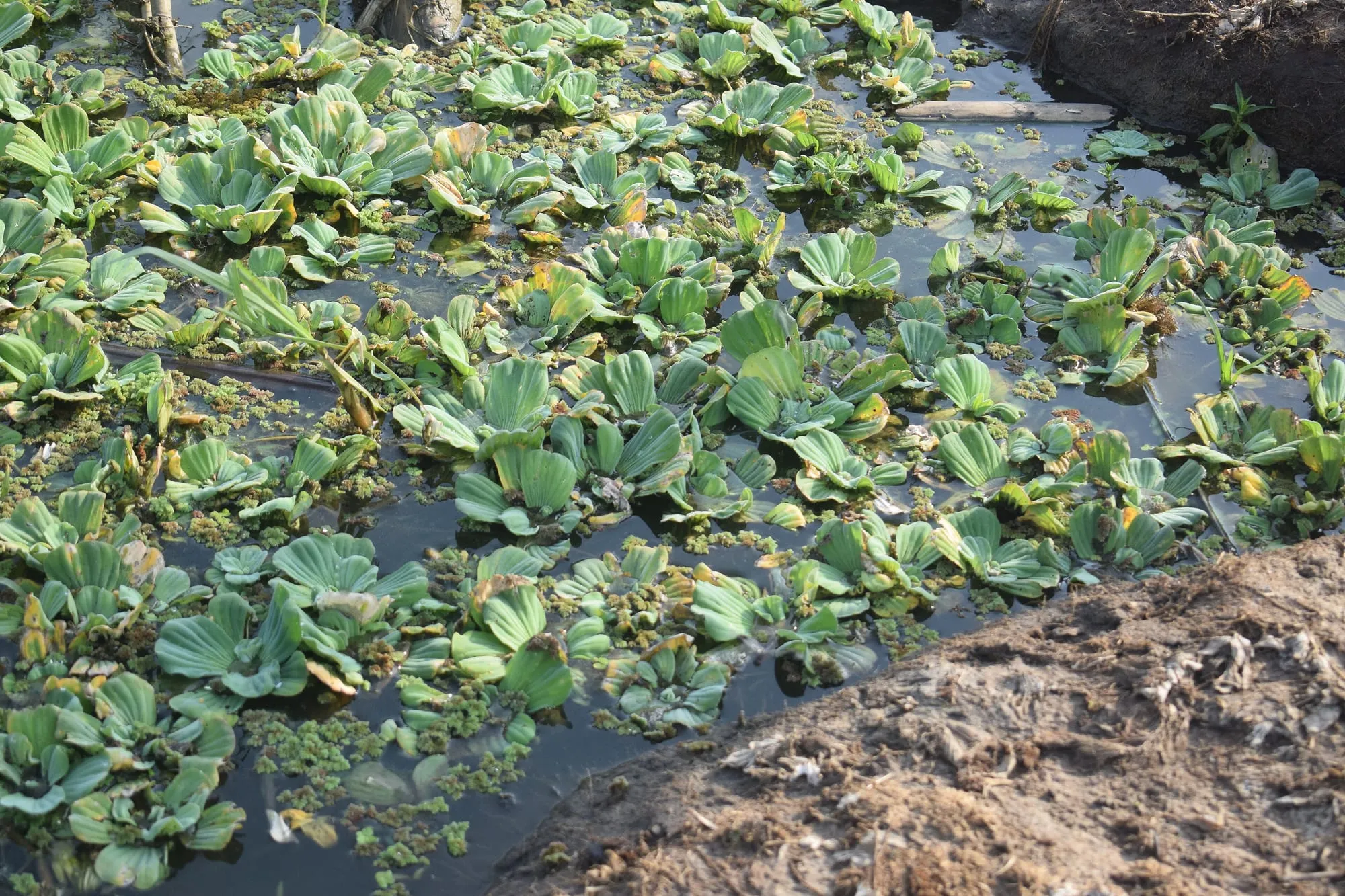 Worms or Insects in Your Water Tank? Causes & Cure